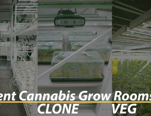 Efficient Cannabis Grow Rooms: Best Practices for Mother, Clone, and Vegetative Spaces